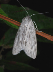 Chlenias stenosticha
