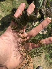 Ceratophyllaceae