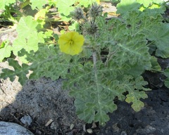 Solanum fructu-tecto