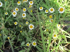 Sabazia multiradiata