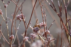 Eriogonum nummulare