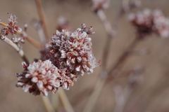 Eriogonum nummulare