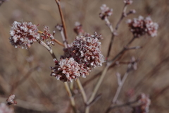 Eriogonum nummulare