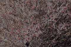 Eriogonum nummulare