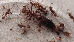 Neivamyrmex nigrescens