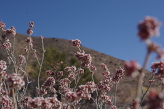 Eriogonum nummulare