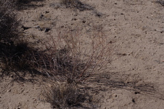 Eriogonum nummulare