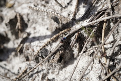 Maratus karrie