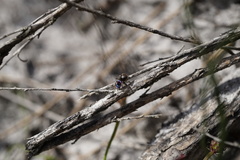 Maratus karrie