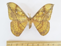 Copaxa multifenestrata