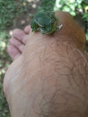 Sachatamia albomaculata