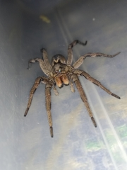 Lycosa erythrognatha