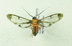 Cosmosoma sectinota