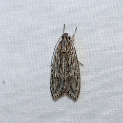 Phloeograptis obliquata