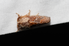 Pseudanapaea denotata