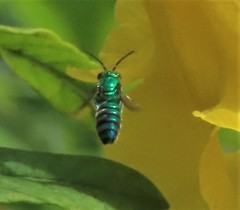 Pseudaugochlora graminea