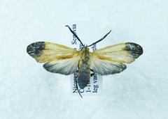 Correbidia elegans