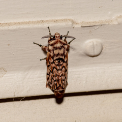 Pararguda diamphidia