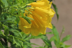 Pseudaugochlora graminea