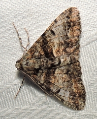 Gastrinodes argoplaca