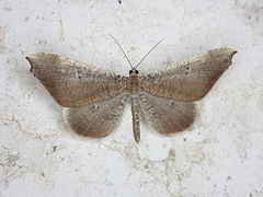 Macrosoma rubedinaria