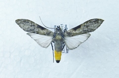 Hyaleucerea gigantea
