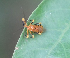 Sphedanolestes xiongi