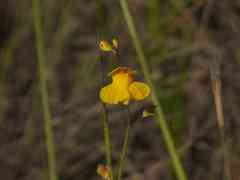 Utricularia hispida