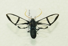 Nyridela xanthocera