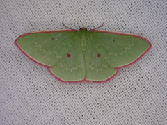Chlorocoma cadmaria