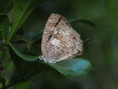 Arhopala birmana