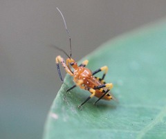 Sphedanolestes xiongi
