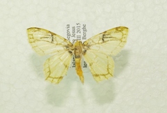 Nemoria ozalea
