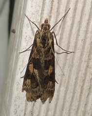 Nomophila corticalis