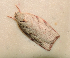 Euchaetis inceptella