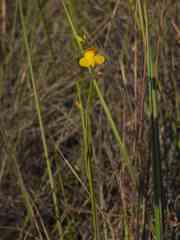 Utricularia hispida