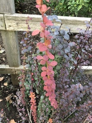 Berberis thunbergii
