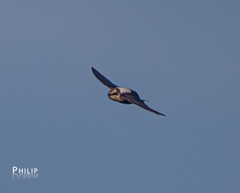 Cheramoeca leucosterna