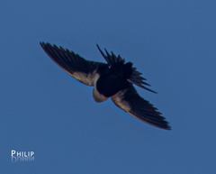 Cheramoeca leucosterna