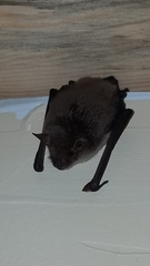 Myotis velifer
