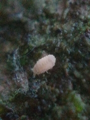 Neanurinae
