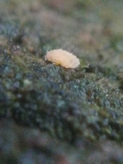 Neanurinae