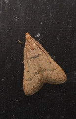 Bostra obsoletalis