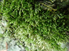 Eurhynchiastrum pulchellum