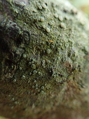 Lecanora pacifica