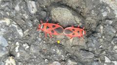 Pyrrhopeplus carduelis