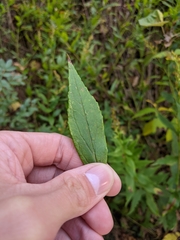 Solidago latissimifolia