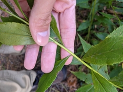 Solidago latissimifolia