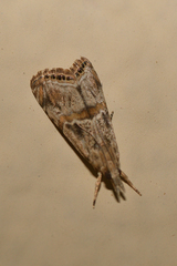 Euchromius cambridgei