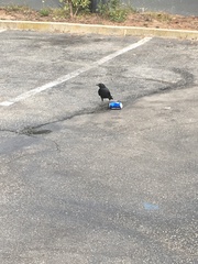 Corvus brachyrhynchos